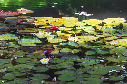 Blooming lily pads in calm pond