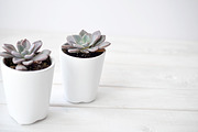 Purple Succulents & Neutrals, a Cups & Container Mockup by Greenleaf Images (Thumbnail 4 of 6)