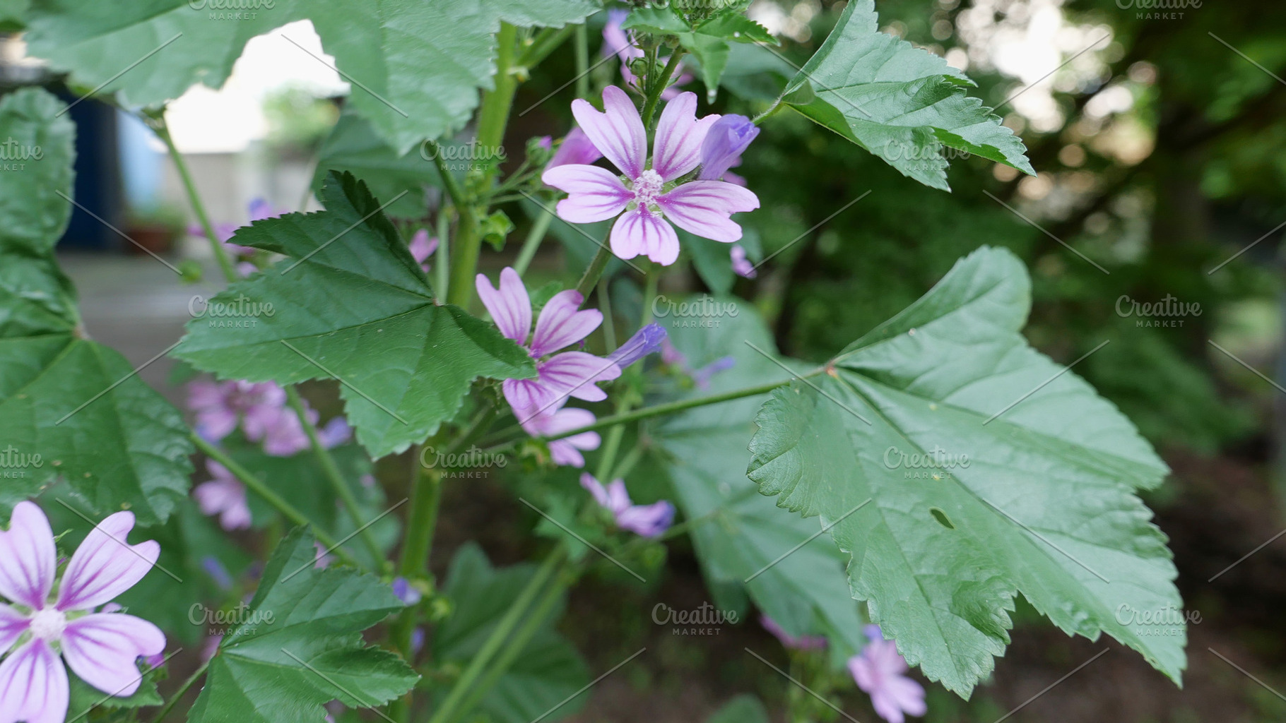 flower of mallow plant useful as background, a Photo by WorldPhotos