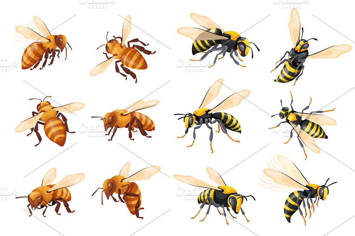 Cartoon wasp set. Realistic wasps, an Animal Illustration by Stock-Smart-Start