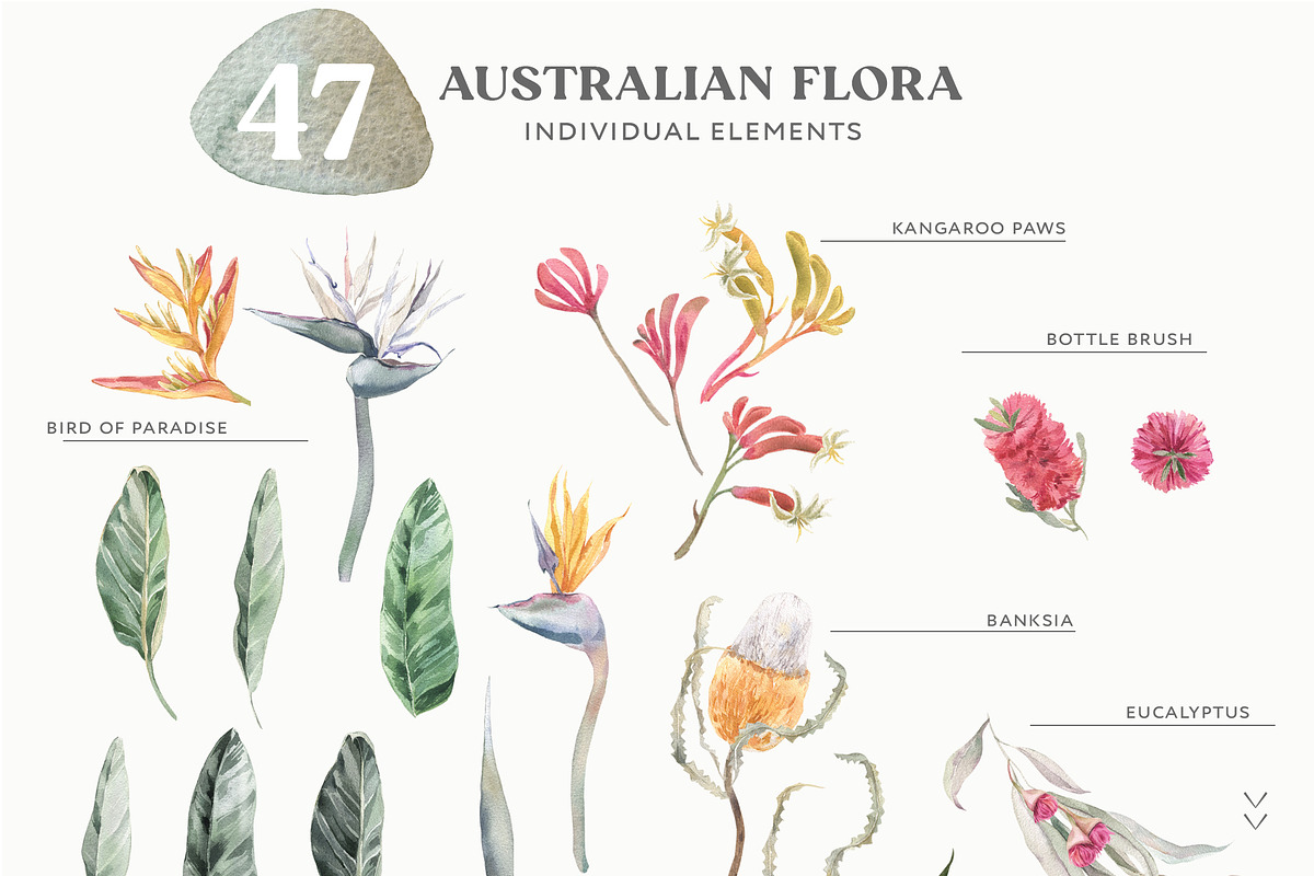 Animals Watercolor Clipart Bundle, an Animal Illustration by Cat In Colour (Photo 28 of 41)
