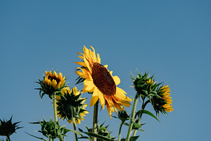 Sunflower Field Sky Background, a Background Photo by CreatingYOU.®, Lori Rice