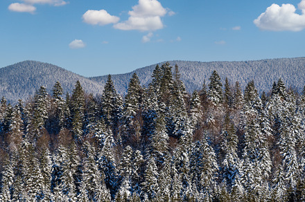 Winter alpine hills with fir and pine forest view from mountain, a Nature Photo by YuriyB