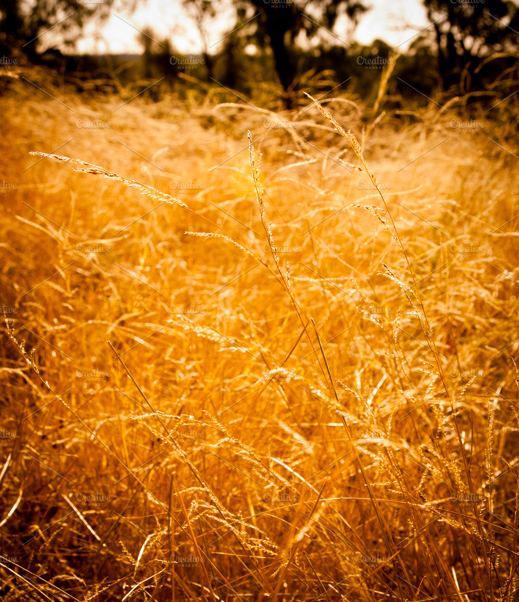 Golden Grass Background, a Nature Photo by THP Creative