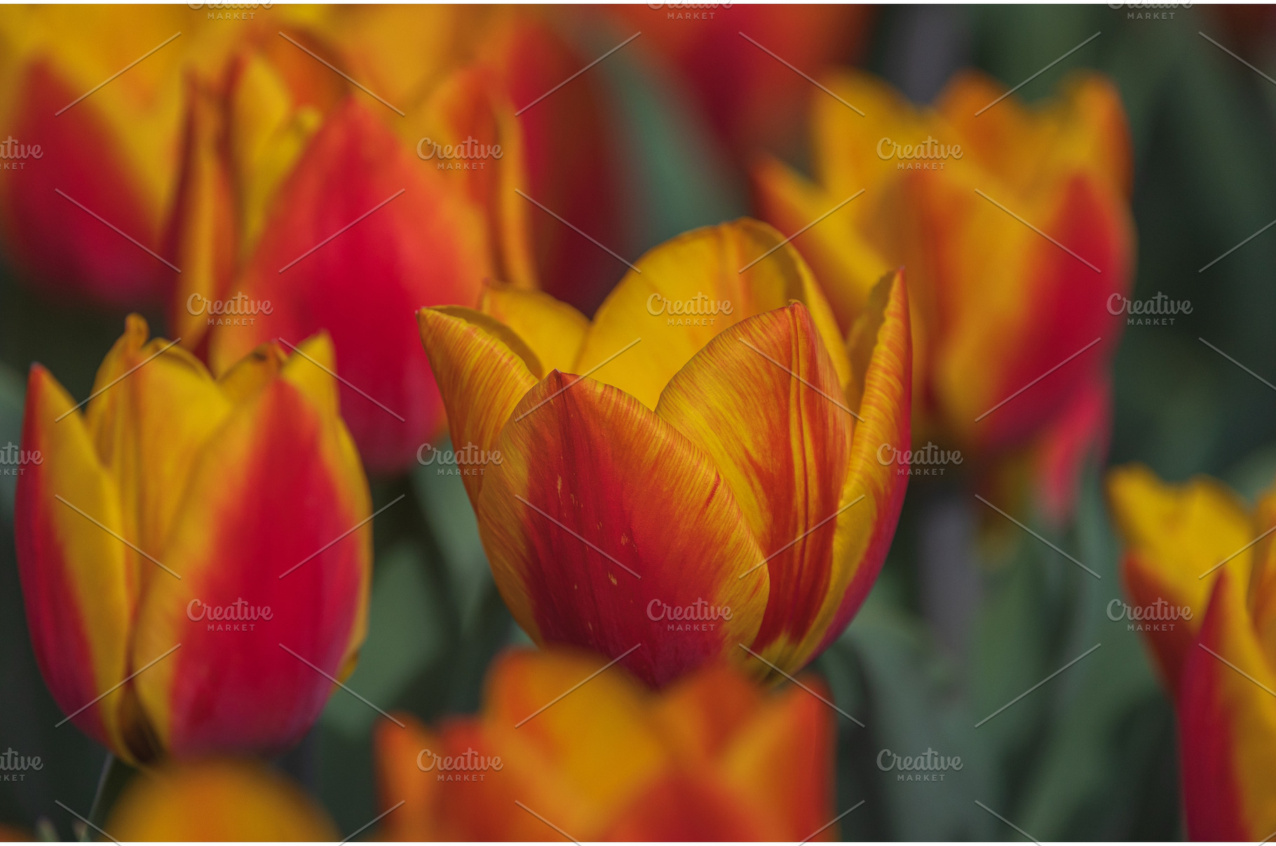 Bicolored red and yellow tulips in, a Nature Photo by Lukas Jonaitis SHOP