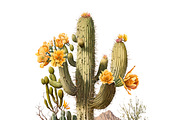 Cactus SVG, Cactus Decor, Cactus SVG, an Illustration by mollyli.ai (Thumbnail 3 of 6)