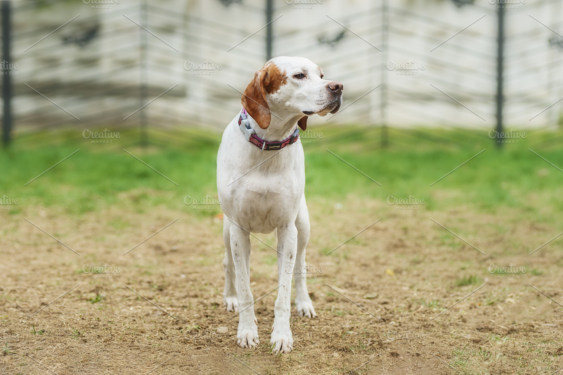 White and orange English Pointer dog, an Animal Photo by AlexBush