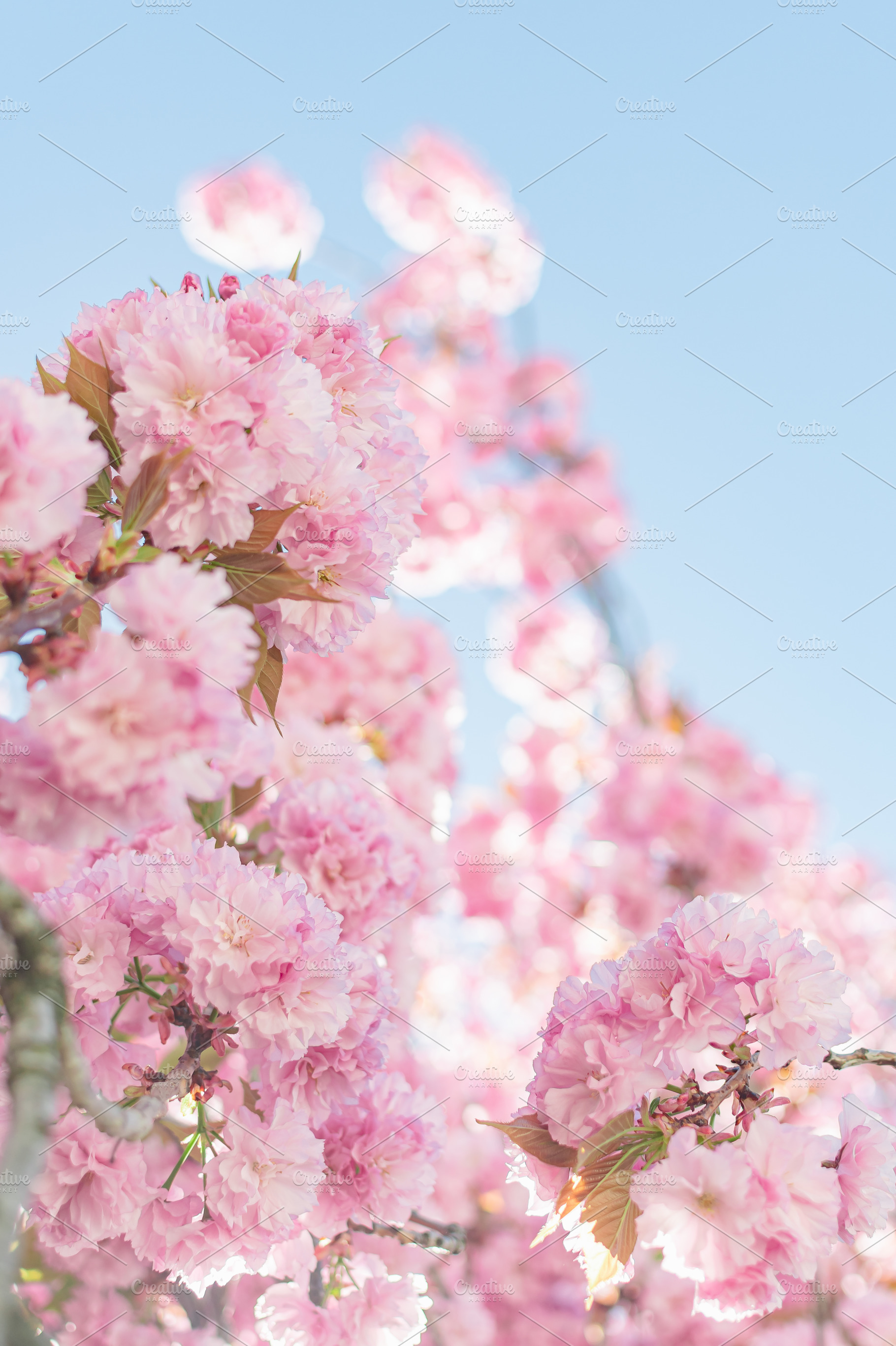 Pink springtime blossoms in downtown stock photo containing flower and pink, a Nature Photo by Frizz Studio