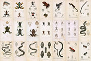 Complete Natural History of Reptiles, an Animal Illustration by Dene Studios (Thumbnail 8 of 11)