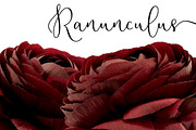 Ranunculus Floral ClipArt Realistic, an Object Graphic by Turning Moss (Thumbnail 8 of 12)