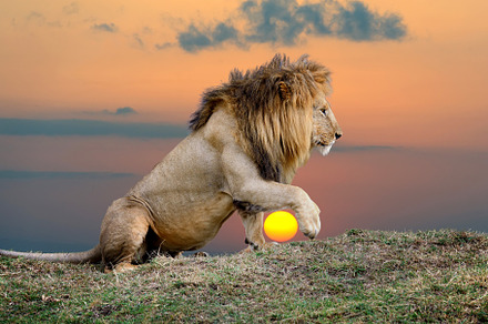 Lion on sunset background, an Animal Photo by Byrdyak