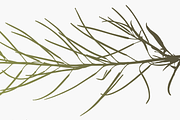 Herbarium: Set 1, a Decorative Illustration by Texture Fabrik (Thumbnail 6 of 19)