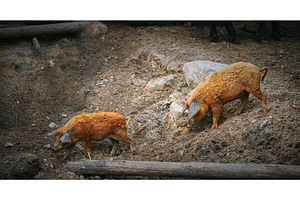 Two Mangalica pigs foraging in, an Animal Photo by Our Amazing World