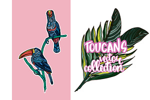 Toucan Vector Collection