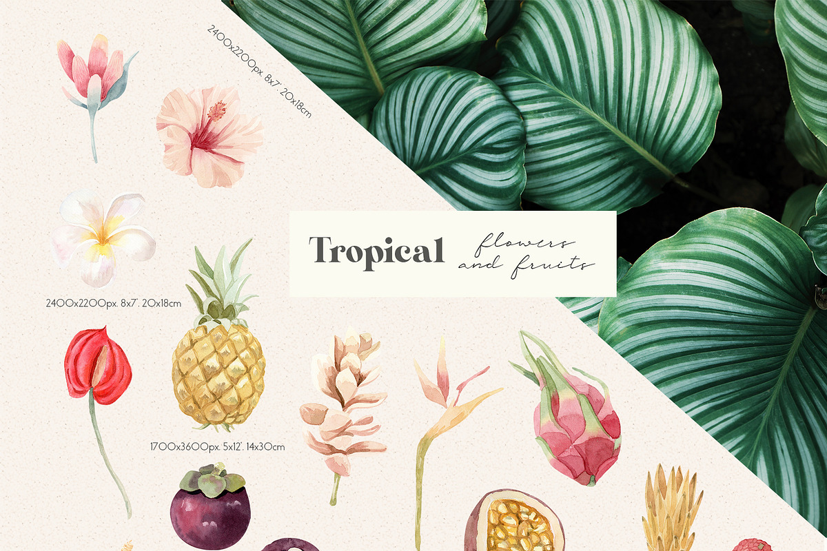 Tropical Flowers, Fruits and Leaves, a Decorative Illustration by Julia M. Watercolor (Photo 11 of 14)