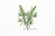 Vintage Pastel Thyme themed Clipart, a Food Illustration by New-School-Wave (Thumbnail 2 of 5)