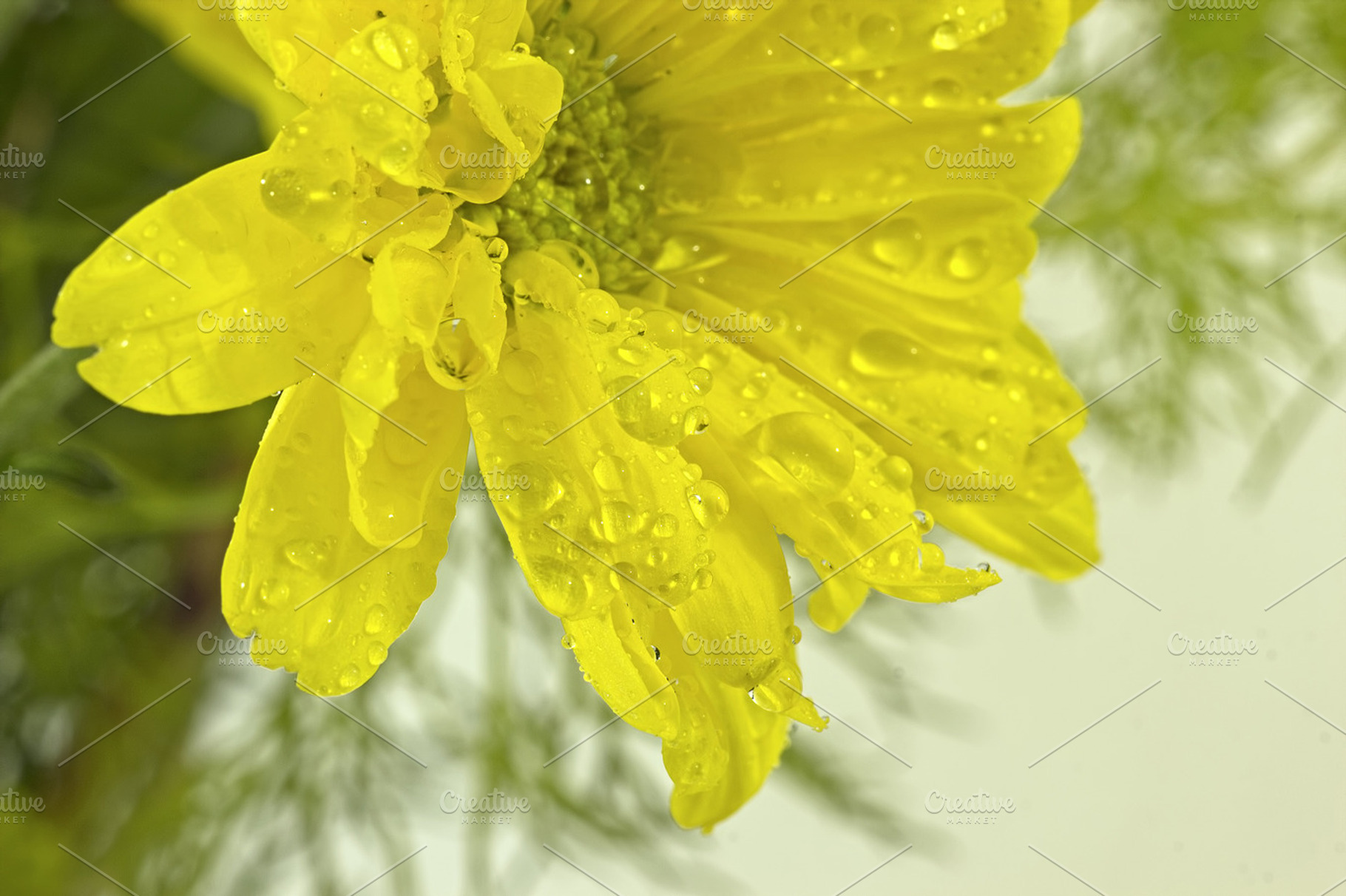 Flower Background Featuring Flower Nature And Daisy