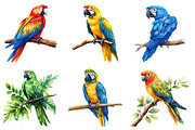 Parrots Watercolor Clipart,, an Illustration by Dream Creation (Thumbnail 2 of 7)
