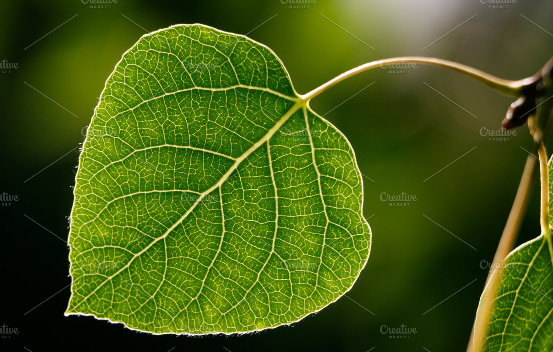 Aspen Leaf - Green - close up Macro, a Nature Photo by Ryan McGehee
