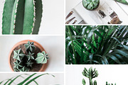 Plant series stock photos, a Nature Photo by Nellaino (Thumbnail 4 of 6)