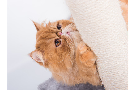 Red Persian Exotic Longhair cat, an Animal Photo by COLORFUL