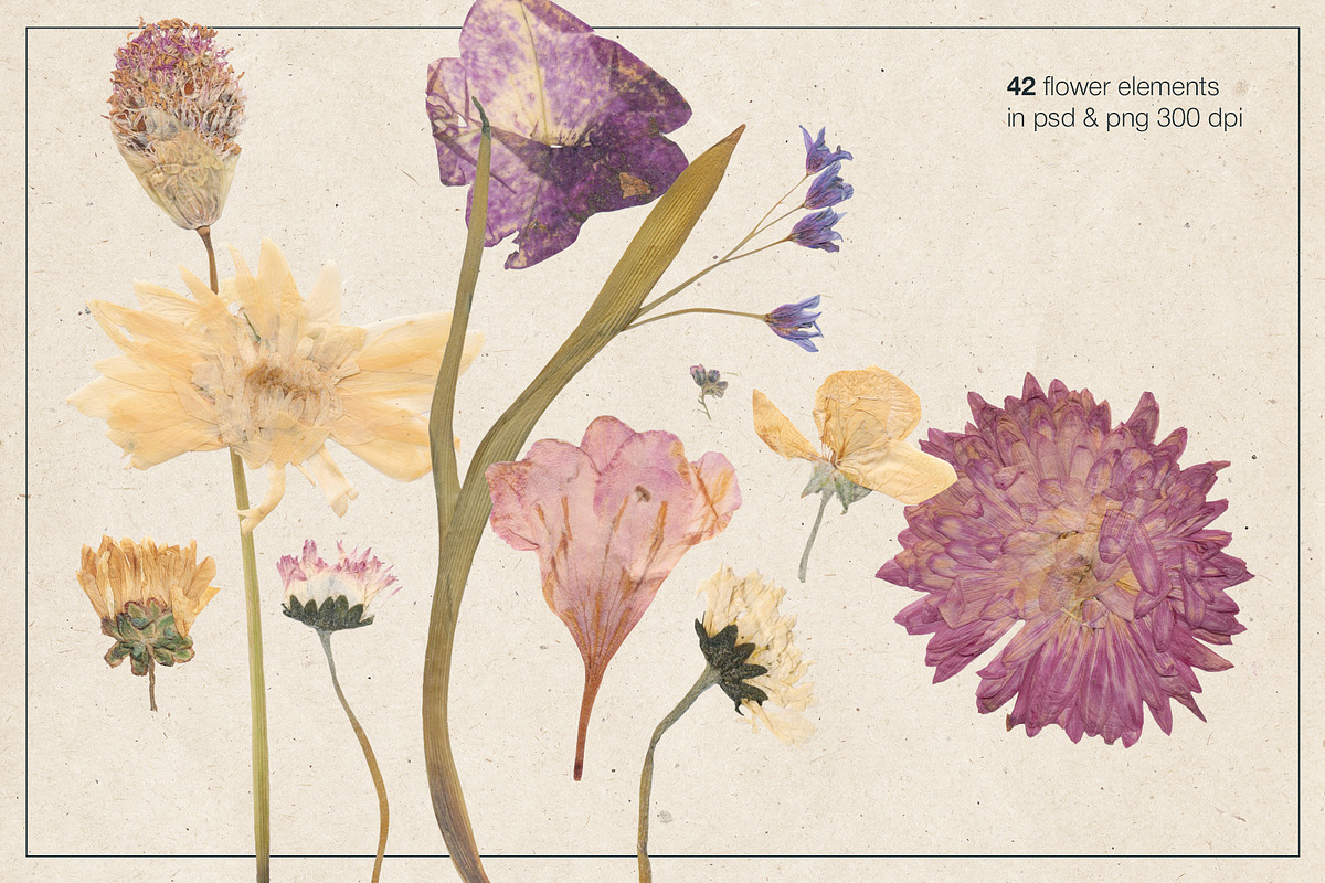 Herbarium Pressed Flowers PNG Set, a Decorative Illustration by dlinnaya (Photo 2 of 6)