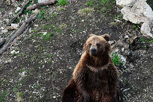 Grizzly Bear Sitting on a Rocky Ground in a Natural Habitat, a Photo by AS photostudio