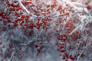 Winter Berries Digital Backdrop