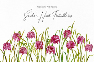 Watercolor Snake’s Head Fritillaries