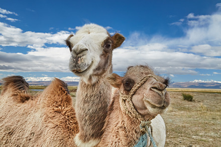 Camels in Mongolian desert