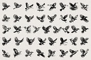 260 Birds Illustrations, an Animal Illustration by Nocturnal Wolf (Thumbnail 4 of 13)