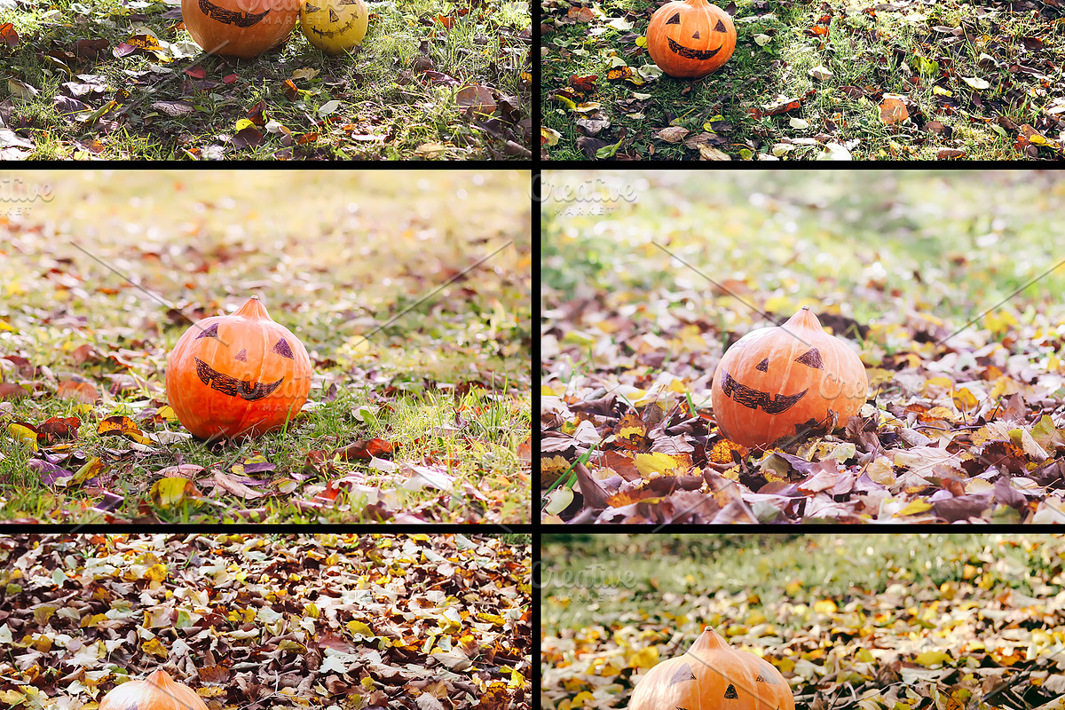 Rustic Pumpkin Garden, a Holiday Photo by pictures for you (Photo 7 of 11)