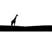 Giraffe Safari Silhouette Vector Bun, an Illustration by Designer_Momina (Thumbnail 11 of 51)