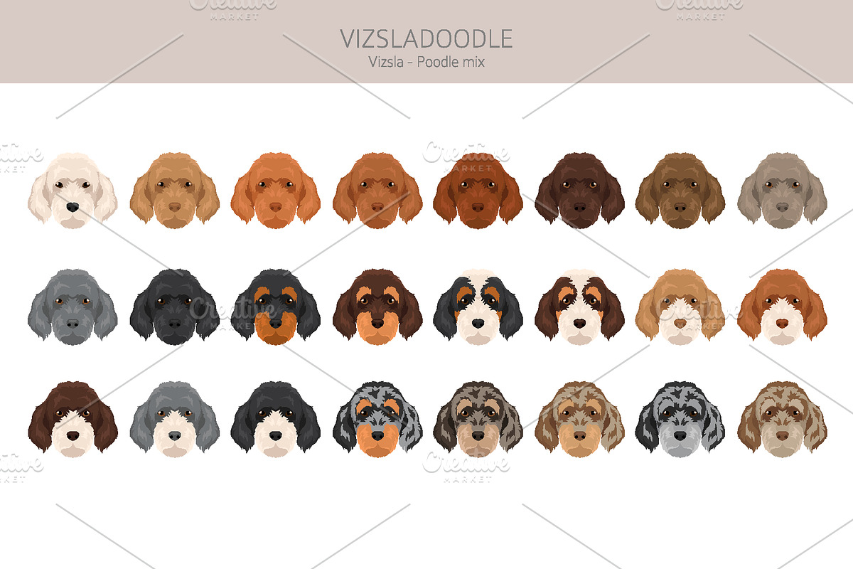 Vizsladoodle (Vizsla Poodle mix), an Animal Illustration by pet design shop (Photo 5 of 6)