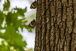 A butterfly on the tree bark in the summer park