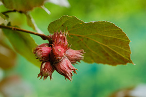 Close-up of red hazelnuts growing on a branch in the garden. Unripe purple filb, a Nature Photo by Rohan Photography