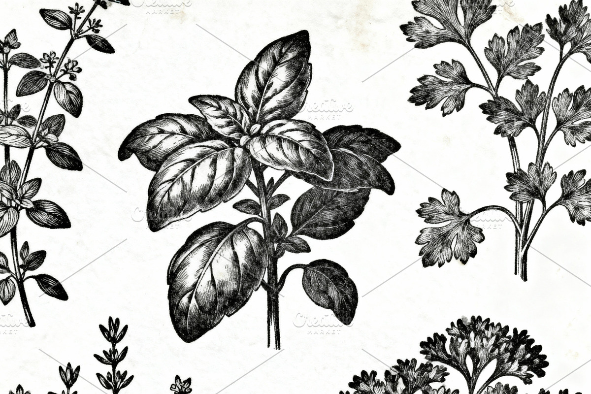 Vintage Botanical Herbs Collection, a Decorative Illustration by Virgo Studio