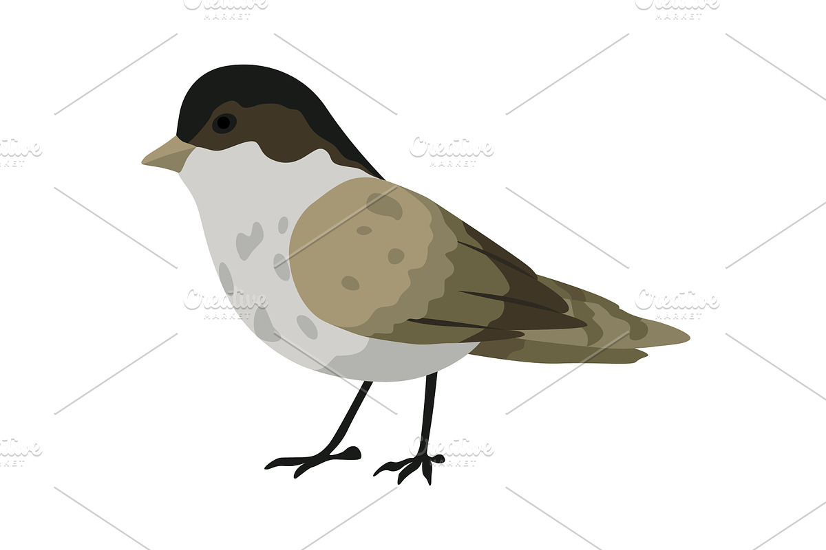 City bird, icon. European colorful, an Animal Illustration by the8monkey