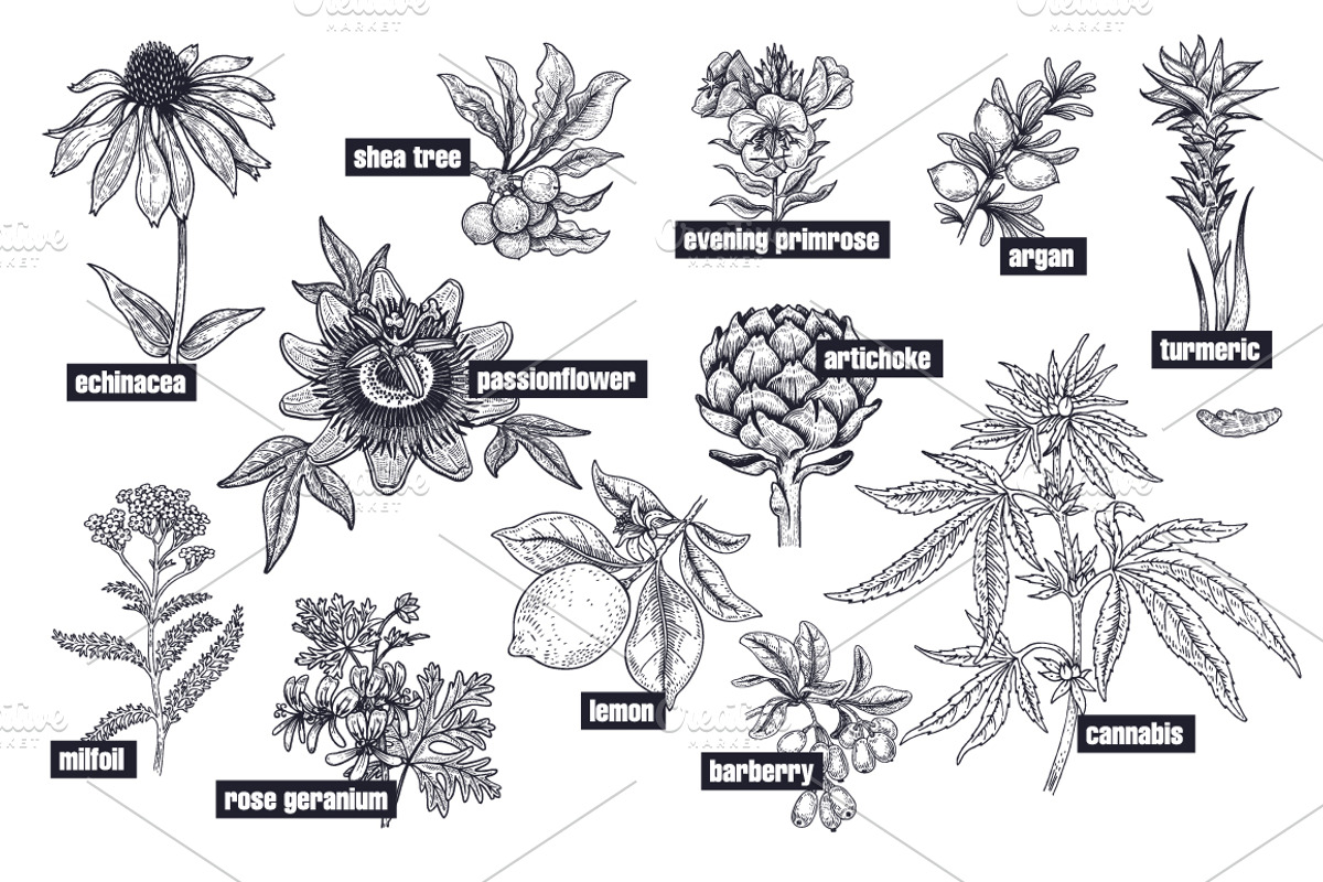 Medical plants. Big set., an Object Graphic by MarinaVorontsova (Photo 7 of 11)