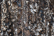 A close-up image of a texture tree, a Background Photo by Schreibikus (Thumbnail 8 of 10)