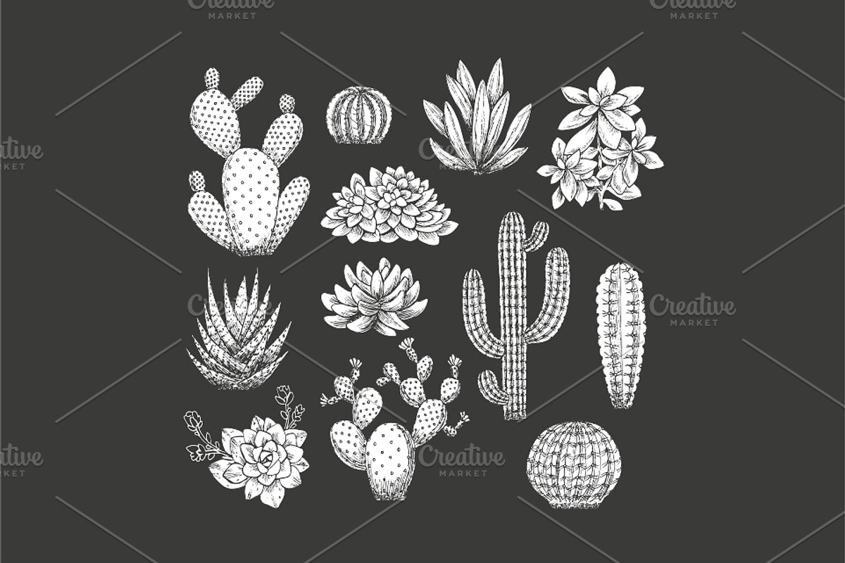 Cactus illustrations, an Illustration by adehoidar (Photo 4 of 6)