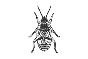 Firebug Beetle Bug Sketch Vector