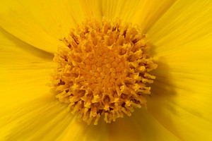 Yellow flower Coreopsis, with visible petals and a central disk,, a Nature Photo by ndanko