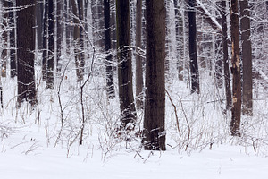 Winter forest featuring background, beautiful, and blue
