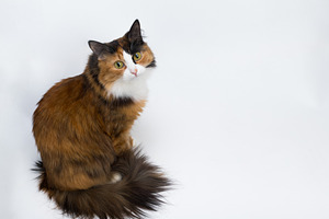 Multicolored young cat on a white b containing cat, pet, and animal