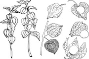 Hand drawn vector physalis.Tomatillo, a Decorative Illustration by Elena Mykhailenko (Thumbnail 2 of 9)