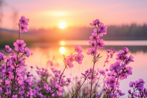 Blooming pink wildflowers by a lake, a Nature Photo by MistyDay