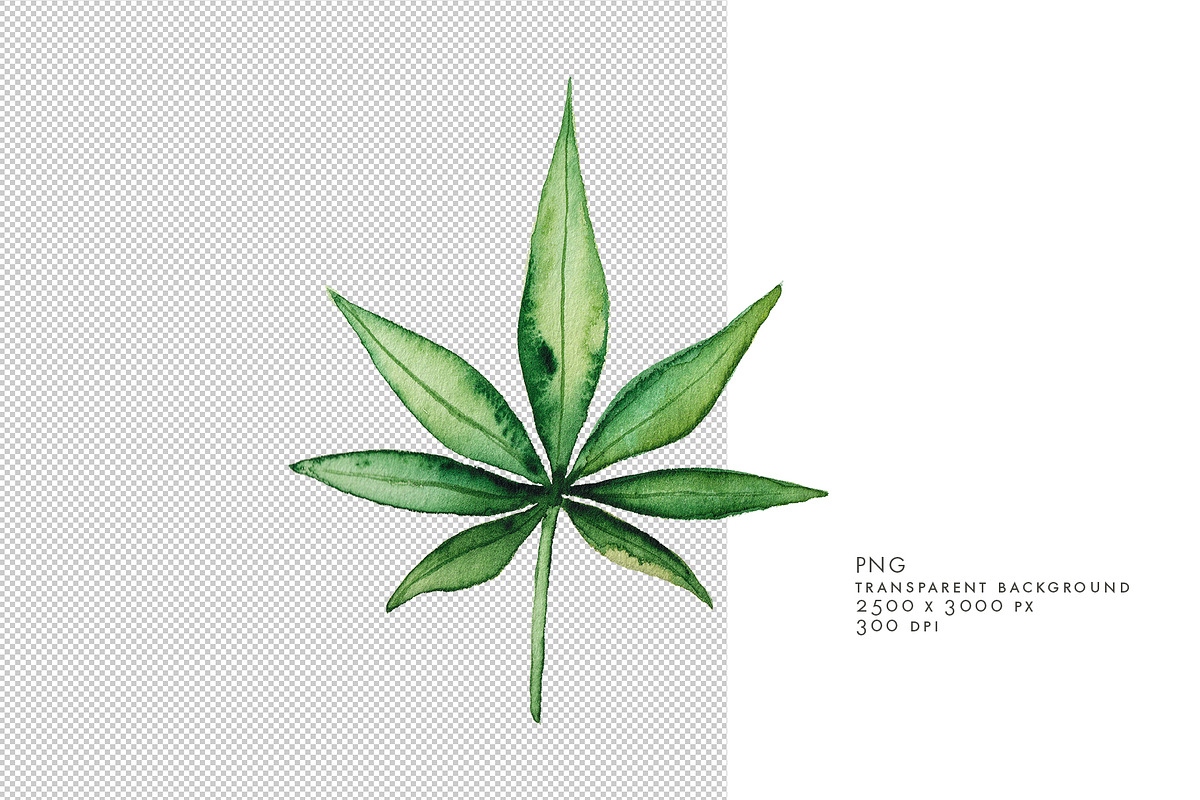 Watercolor Marijuana Leaf, an Object Graphic by Jeanina Vlad (Photo 2 of 2)