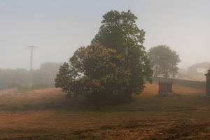 Misty Morning Landscape with Horreo and Trees, Camino Primitivo,