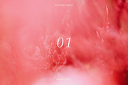 10 NATURAL BACKGROUNDS, a Background Photo by Valeriia Miller (Thumbnail 2 of 11)